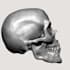 create anatomically accurate 3d printable medical models