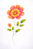 draw hand drawn pencil floral illustration