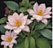 draw a botanical illustration