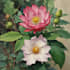draw botanical and anatomical scientific illustrations