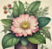 draw botanical illustration art for you