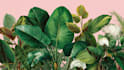 illustrate best botanical illustration