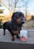 create authentic ucg videos for dogs, cats and other pets