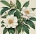 illustrate best botanical illustration