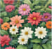illustrate best botanical illustration