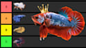 design professional thumbnail for fish niche