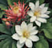 draw realistic botanical illustration