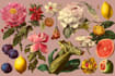 illustrate awesome botanical fruit, plant illustration