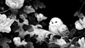 draw black and white illustrations