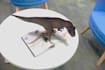 create webar augmented reality experience for your website