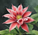 draw a botanical illustration