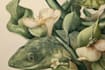 illustrate best botanical illustration