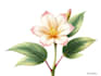 draw botanical illustration flower, plant