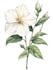 illustrate best botanical illustration