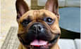 create pet product ugc videos featuring my dogs