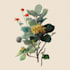 draw a botanical illustration