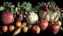 draw realistic plants, vegetables, fruits