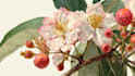 illustrate best botanical illustration