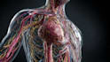 draw exercise, medical and anatomy illustrations
