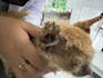 provide online veterinary consultation for pet owners