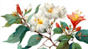 illustrate best botanical illustration