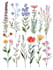 illustrate best botanical illustration