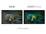 edit your photos in adobe lightroom