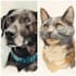 watercolor draw watercolor pet portrait