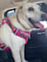 create short form reel ugc videos in the pet niche genx spokesperson