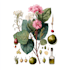 draw a botanical illustration