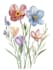 make paint water flowers and botanical illustrations