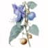 draw a botanical illustration