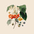 draw a botanical illustration