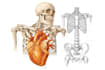 do medical, human anatomy and scientific illustrations