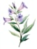 draw an animal and botanical illustration