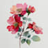 illustrate awesome botanical illustration
