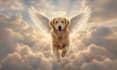 create a rainbow bridge pet memorial portrait with angel wings