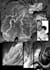 draw manga and comic pages with action and horror