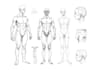 make a professional medical concept sketches