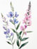 design a botanical illustration