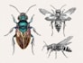 create detailed scientific illustrations of insects, beetles