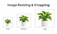 background removal, white, transparent or resizing images