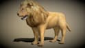 create cgi animal animation, 3d animal model, character rigging, animal animated