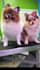 create pets ugc videos and clips