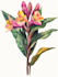 draw a botanical illustration