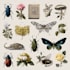draw scientific animals, plants or encyclopedia book illustrations