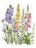 make botanical product illustration