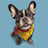 pet portrait into cute disney style