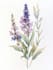 illustrate best botanical illustration