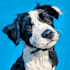 create realistic cartoon pet portraits